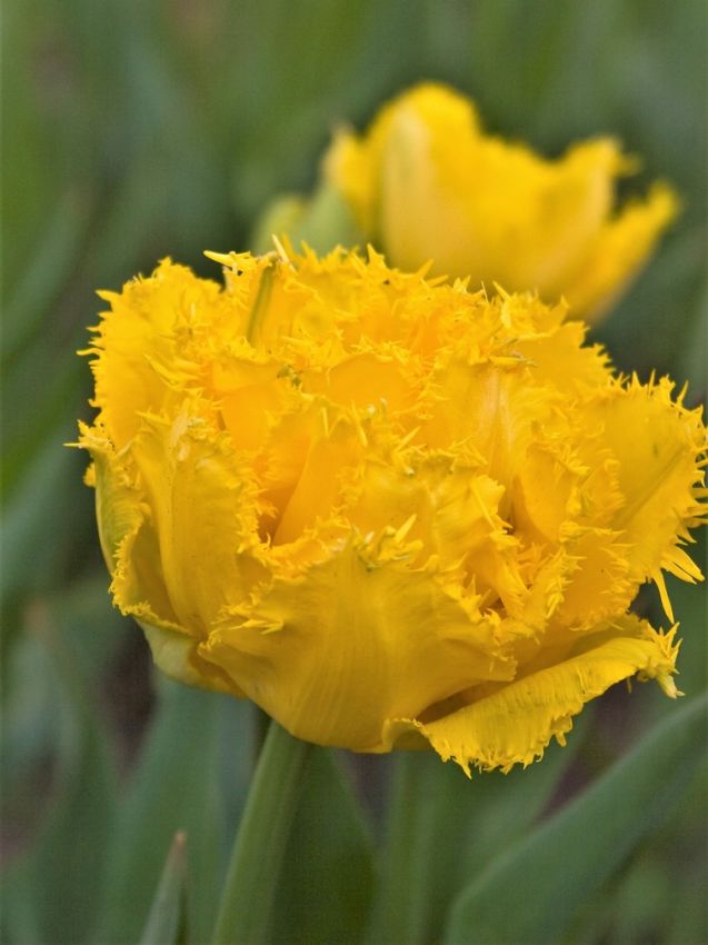 Tulipa 'Mon Amour' - Tulpe - LumiBlumi