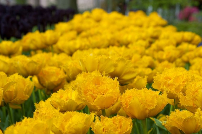 Tulipa 'Mon Amour' - Tulpe - LumiBlumi