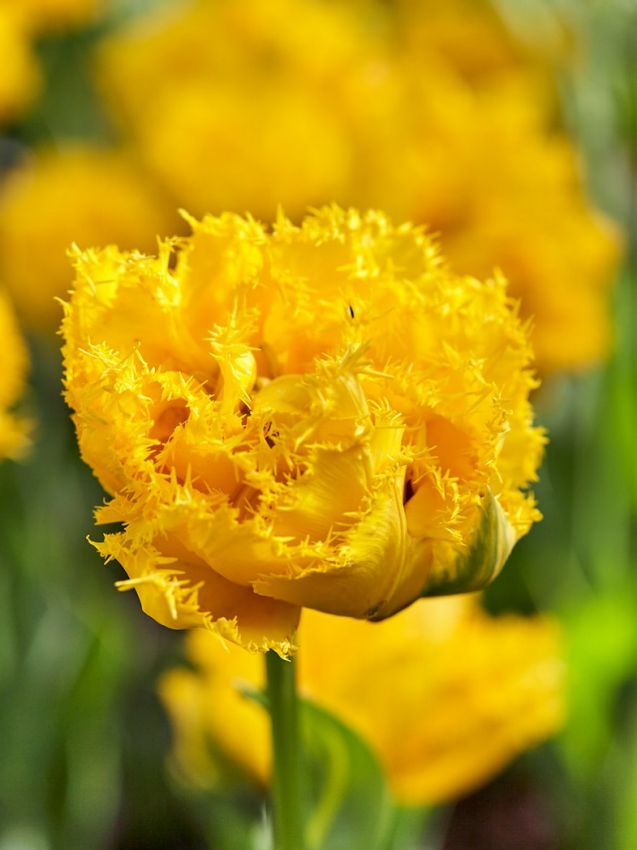Tulipa 'Mon Amour' - Tulpe - LumiBlumi