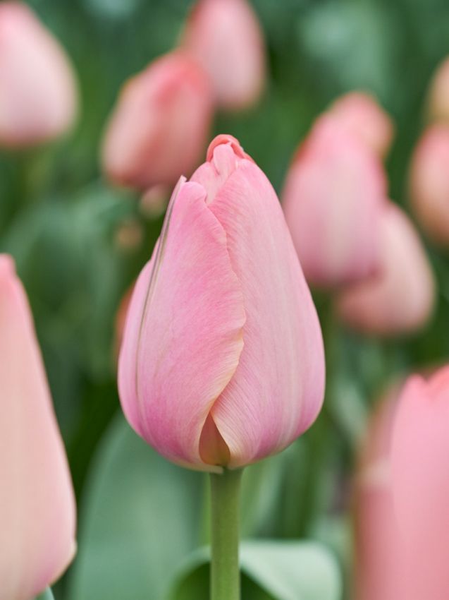 Tulpe 'Mystic Van Eijk' - 20 Stück