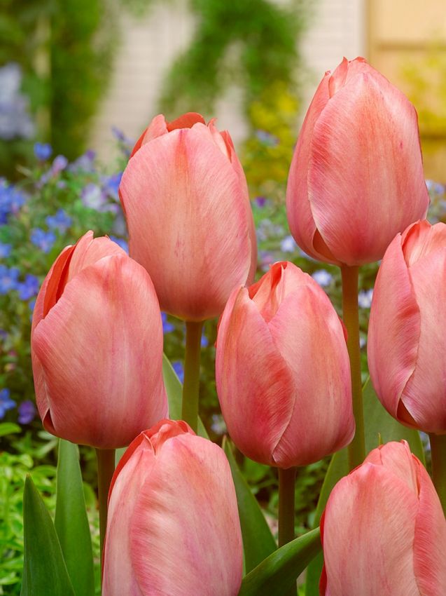 Tulpe 'Mystic Van Eijk' - 20 Stück