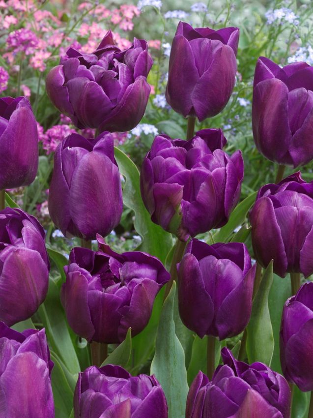 Tulpe 'Negrita Double' - 15 Stück