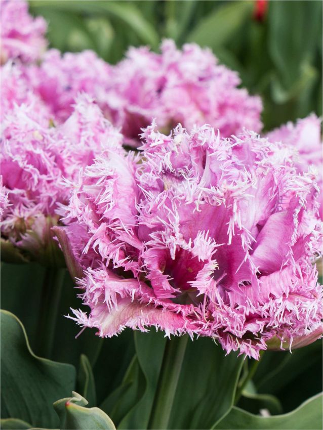 Tulpe 'Newcastle' - 15 Stück