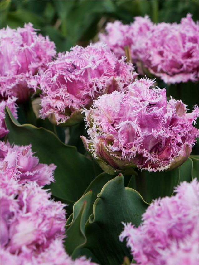 Tulpe 'Newcastle' - 15 Stück