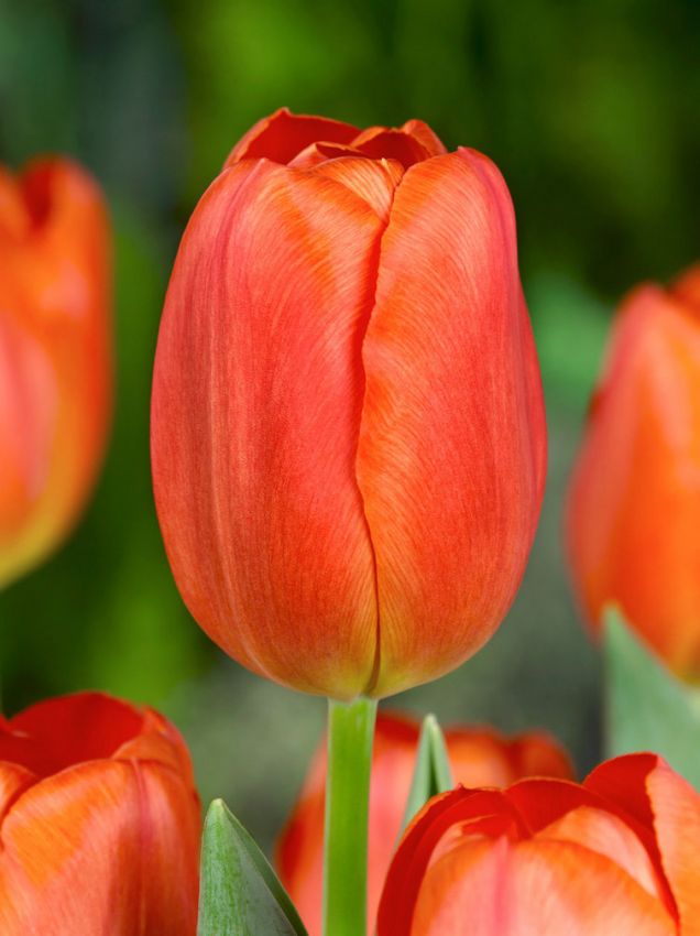 Tulpen Orange cassini