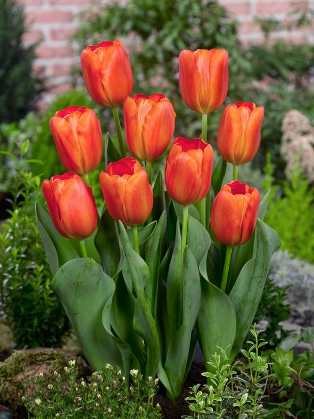 Tulipa 'Orange Cassini' - Tulpe