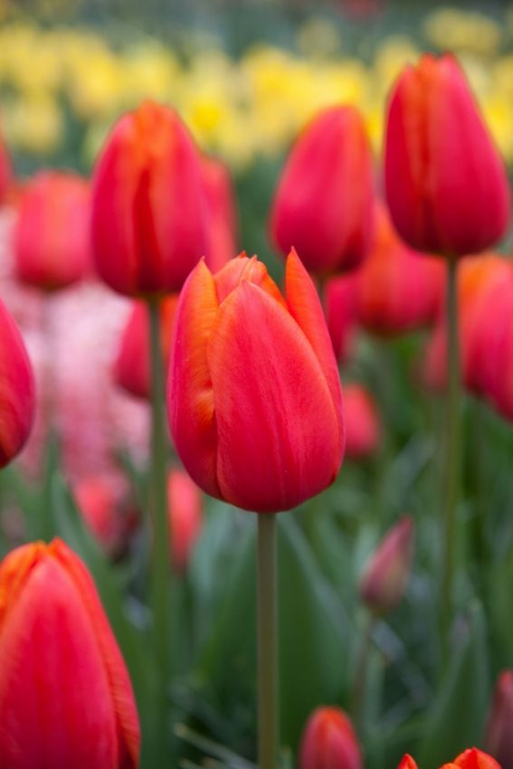 Tulipa 'Orange Cassini' - Tulpe