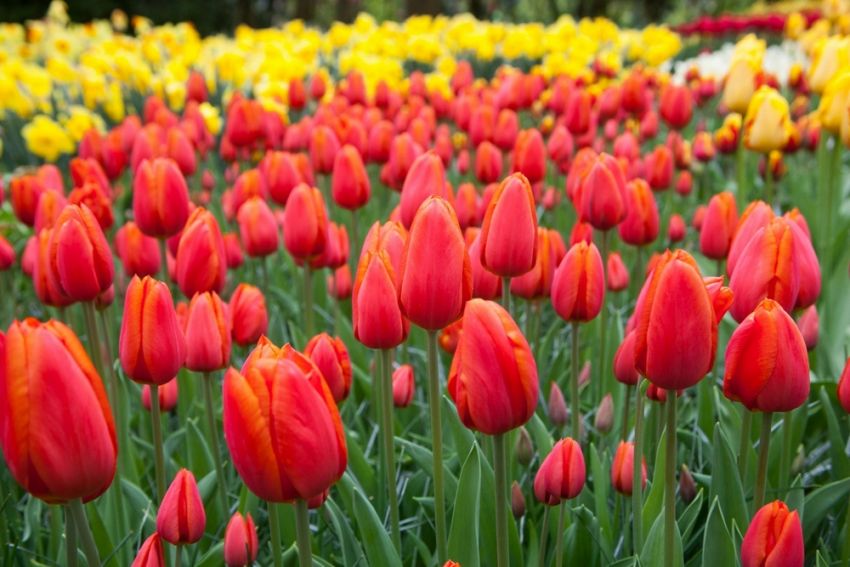 Tulipa 'Orange Cassini' - Tulpe