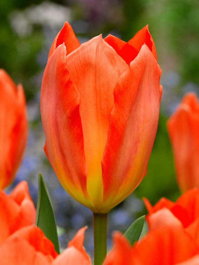 Tulpen Orange emperor