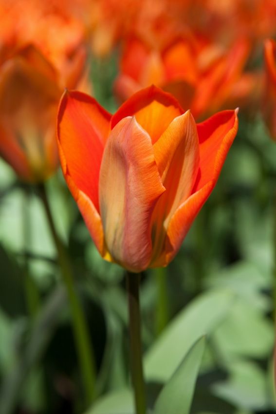 Tulpe 'Orange Emperor' - 25 Stück