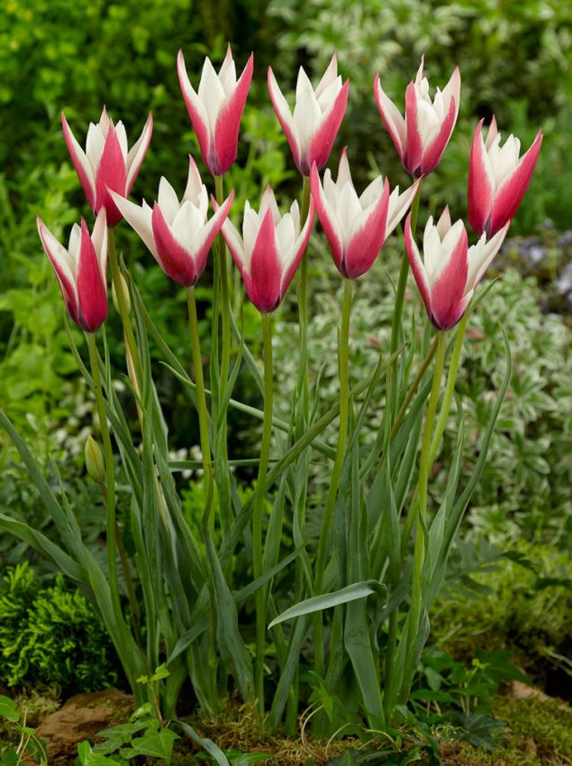 Tulipa 'Clusiana Peppermint Stick' - Tulpe