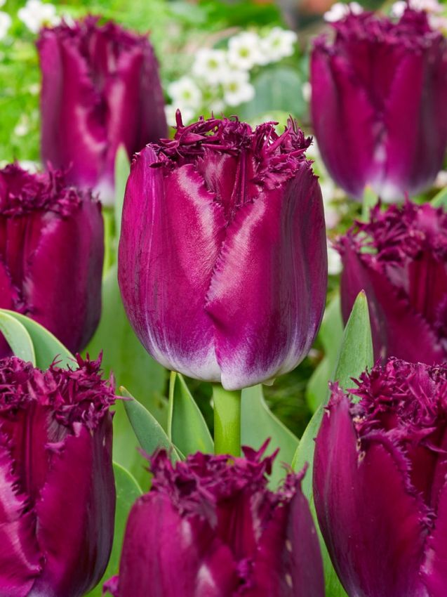 Tulpe 'Purple Crystal' - 25 Stück