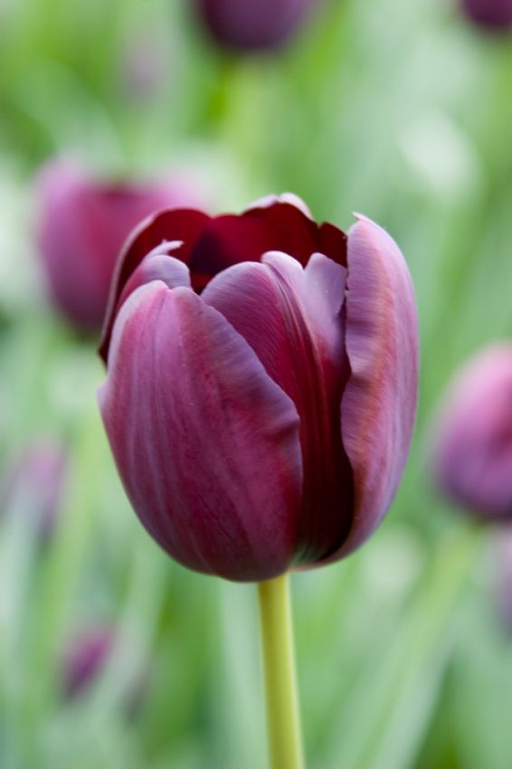 Tulpe 'Queen Of Night' - 20 Stück