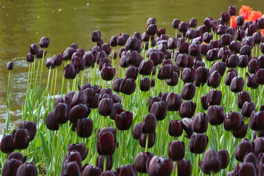 Tulpe 'Queen Of Night' - 20 Stück