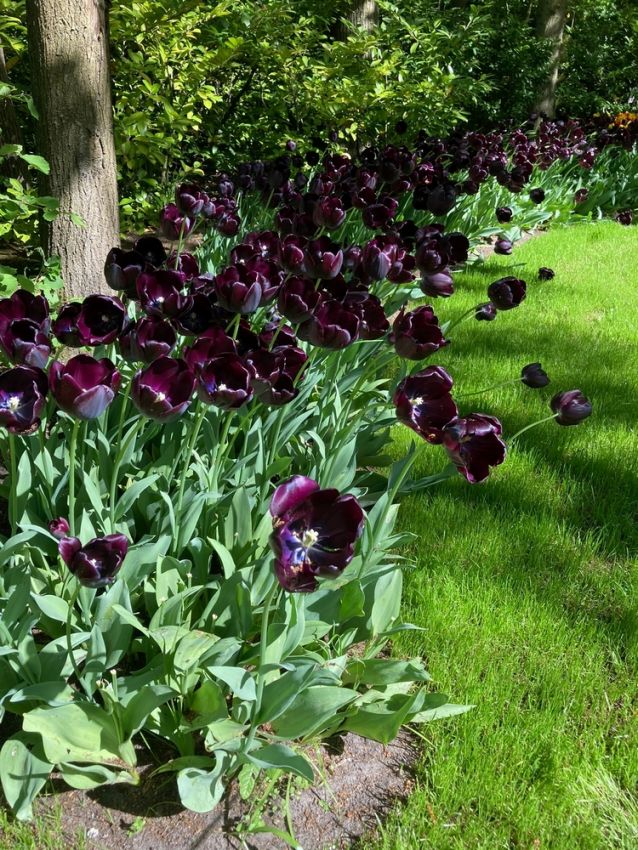 Tulpe 'Queen Of Night' - 20 Stück
