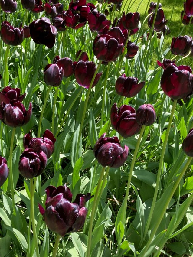 Tulpe 'Queen Of Night' - 20 Stück