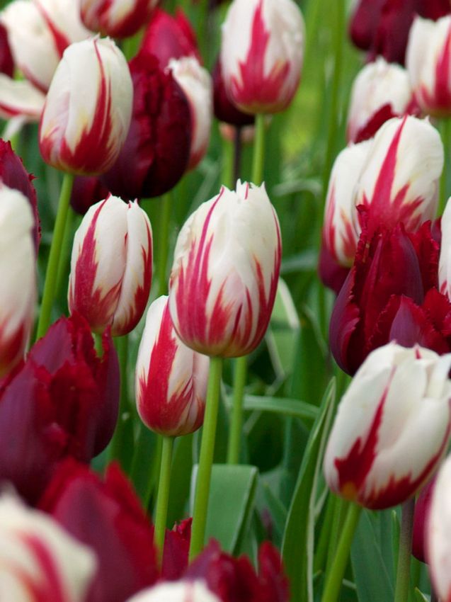 Tulpe 'Happy Generation' - 25 Stück