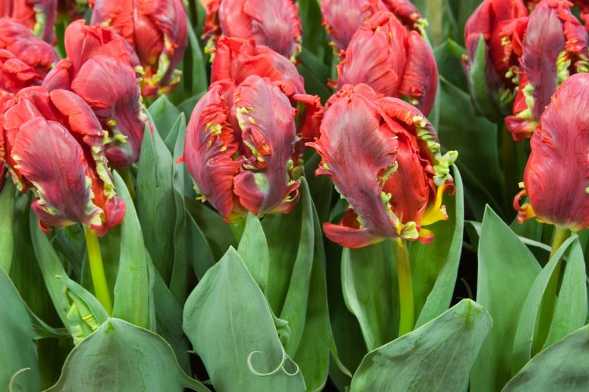 Tulpe 'Rococo' - 20 Stück