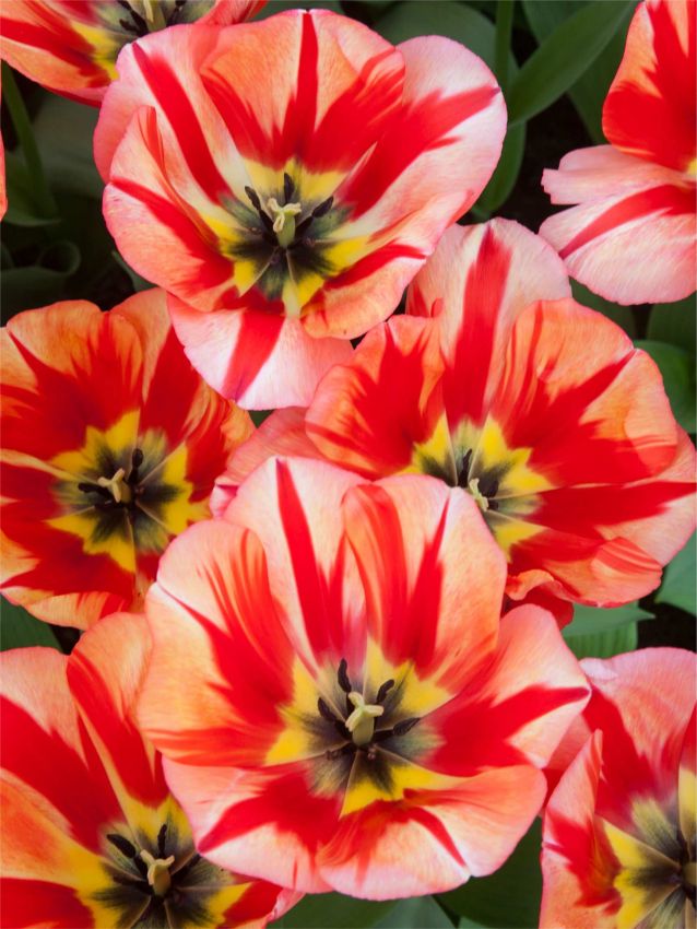 Tulpe 'Spryng Break' - 15 Stück