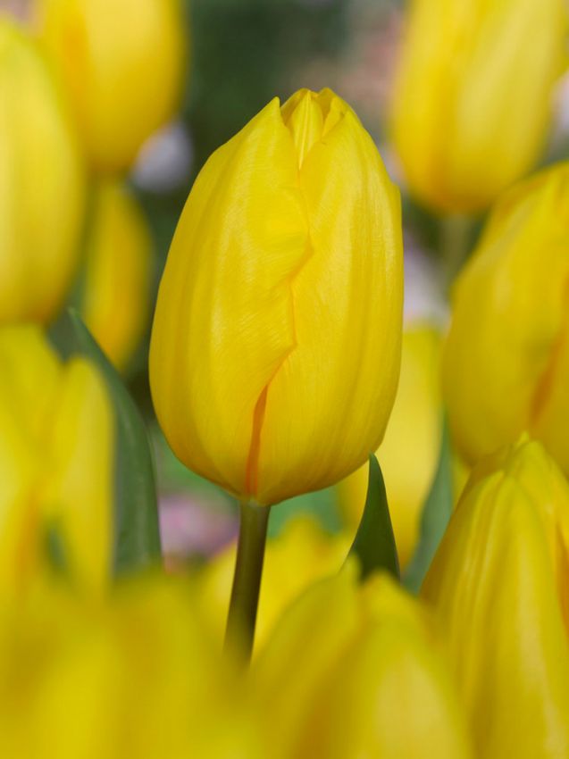 Tulipa 'Strong Gold' - Tulpe - LumiBlumi
