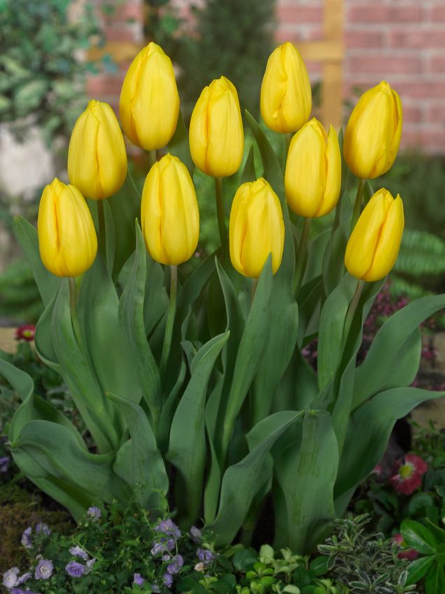 Tulipa 'Strong Gold' - Tulpe - LumiBlumi