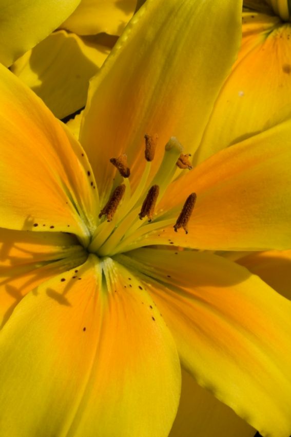 Tulipa 'Strong Gold' - Tulpe - LumiBlumi