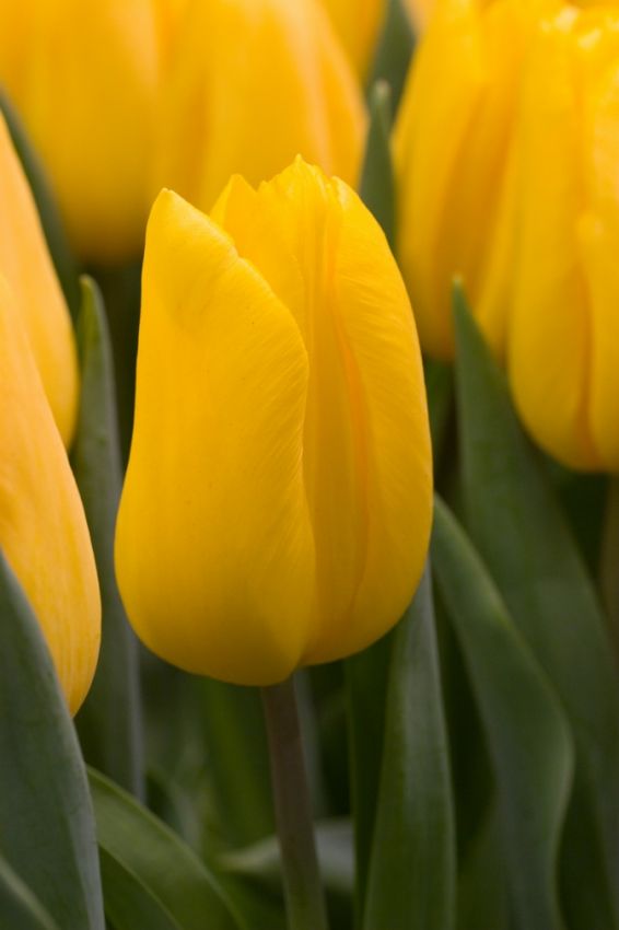 Tulipa 'Strong Gold' - Tulpe - LumiBlumi