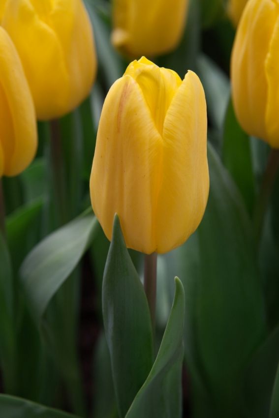 Tulipa 'Strong Gold' - Tulpe - LumiBlumi