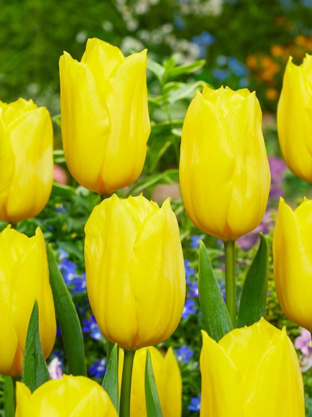 Tulpen Strong gold