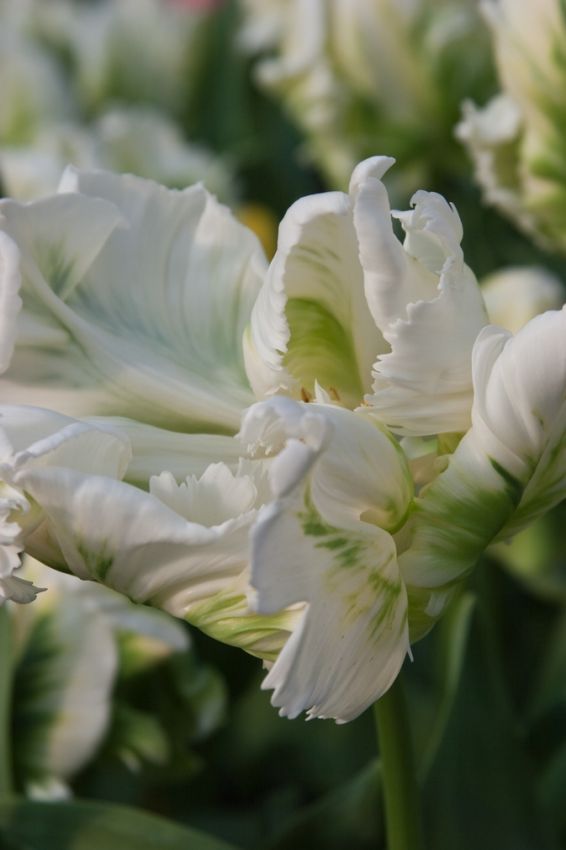 Tulpe 'Super Parrot' - 25 Stück