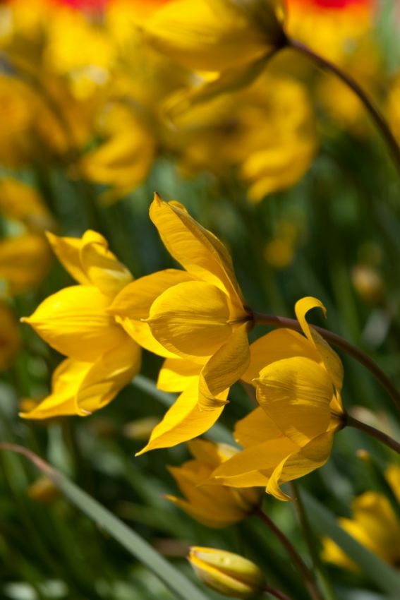 Tulpe 'Sylvestris' - 50 Stück