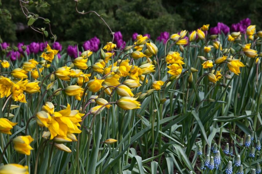 Tulpe 'Sylvestris' - 50 Stück