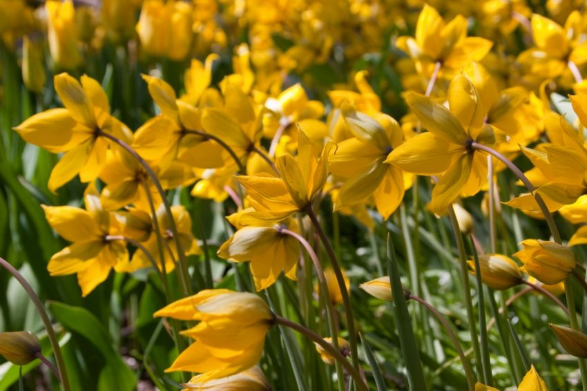 Tulpe 'Sylvestris' - 50 Stück