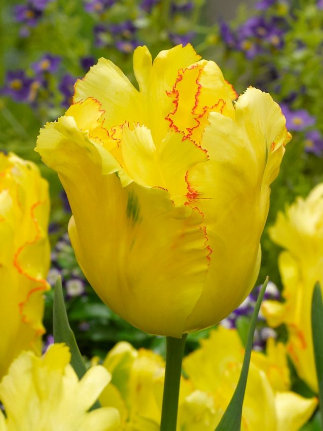 Tulipa 'Texas Gold' - Tulpe