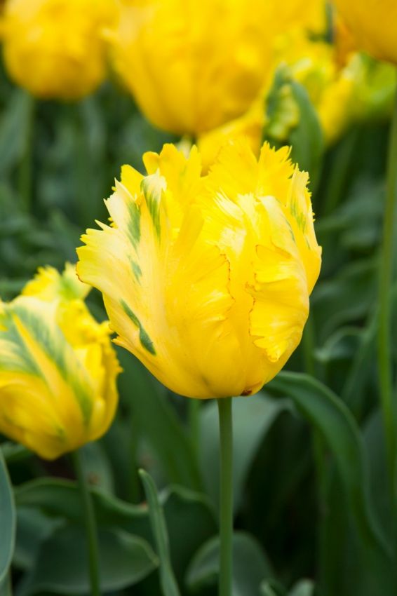 Tulipa 'Texas Gold' - Tulpe