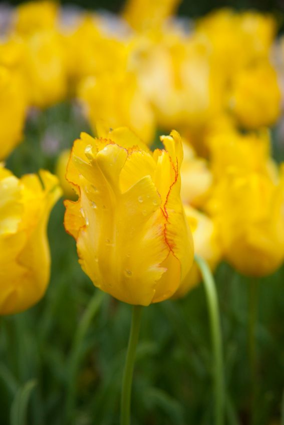 Tulipa 'Texas Gold' - Tulpe