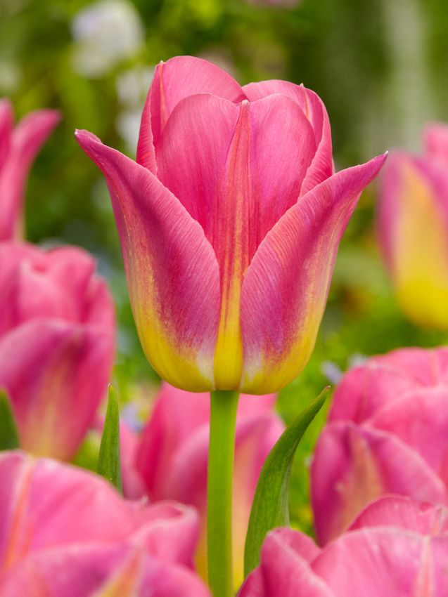 Tulpe 'Tom Pouce' - 15 Stück