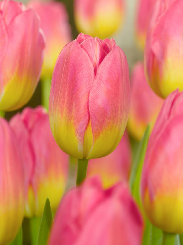Tulpe 'Tom Pouce' - 15 Stück