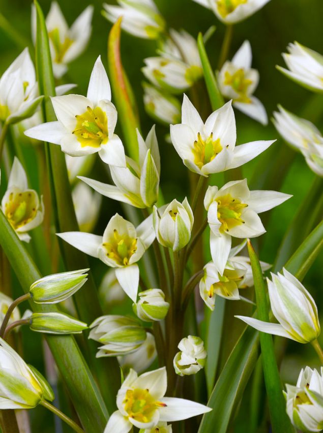 Tulpe 'Turkestanica' - 50 Stück