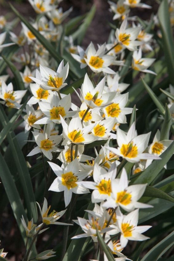 Tulpe 'Turkestanica' - 50 Stück