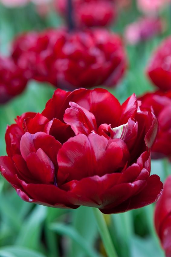 Tulpe 'Uncle Tom' - 20 Stück