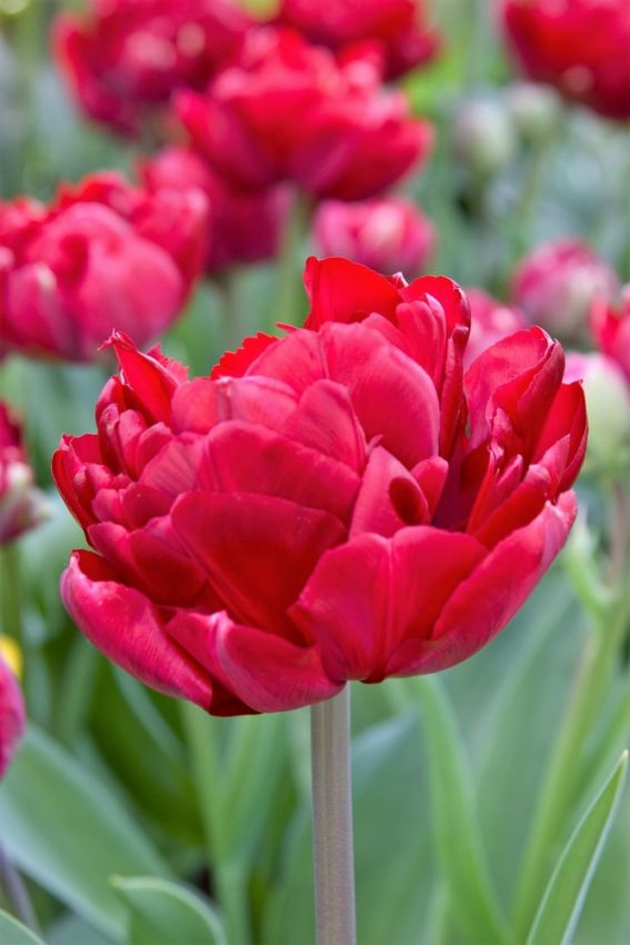 Tulpe 'Uncle Tom' - 20 Stück