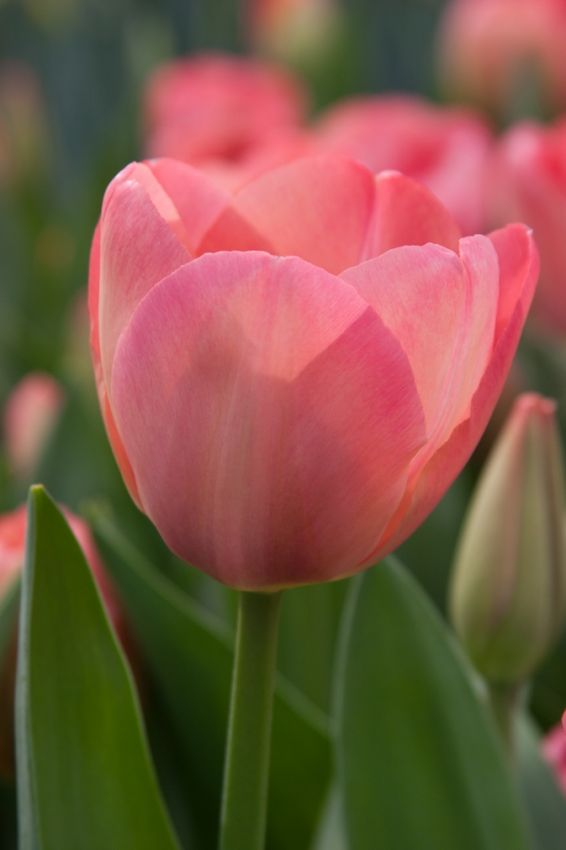 Tulpe 'Mystic Van Eijk' - 20 Stück