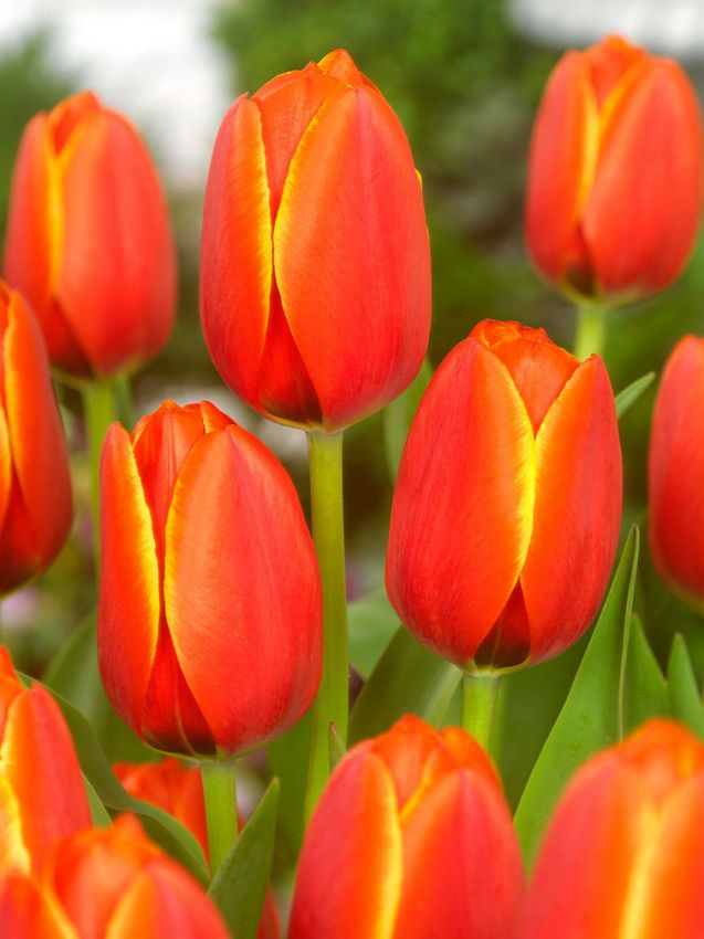 Tulpe 'Worlds Favourite' - 20 Stück