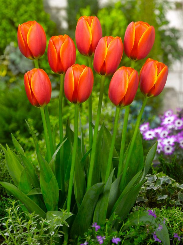Tulpe 'Worlds Favourite' - 20 Stück