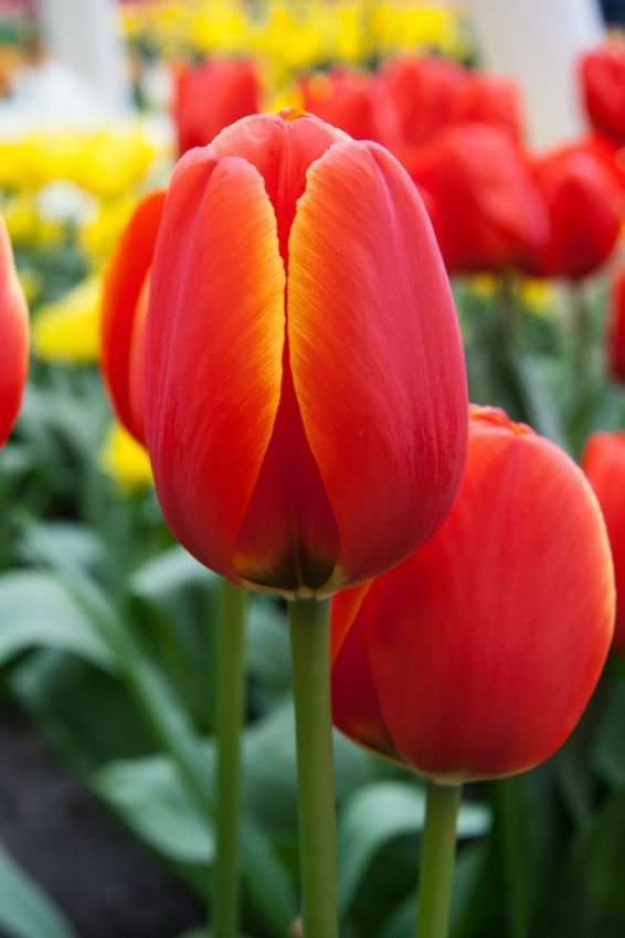 Tulpe 'Worlds Favourite' - 20 Stück
