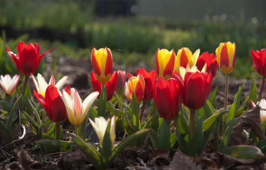 Tulpe 'Greigii-Peacock Mischung' - 25 Stück
