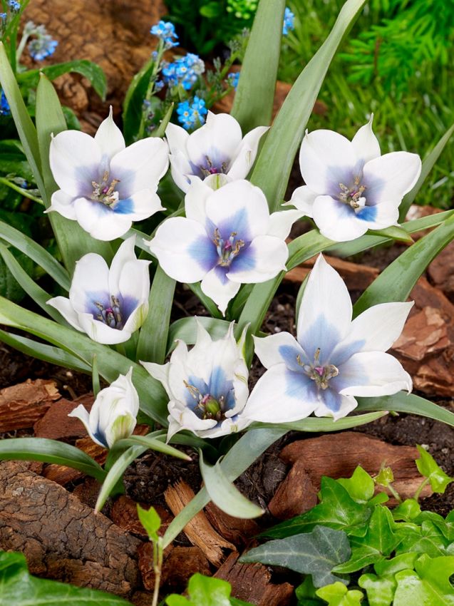 Tulpe 'Humilis Alba Coerulea Oculata' - 6 Stück