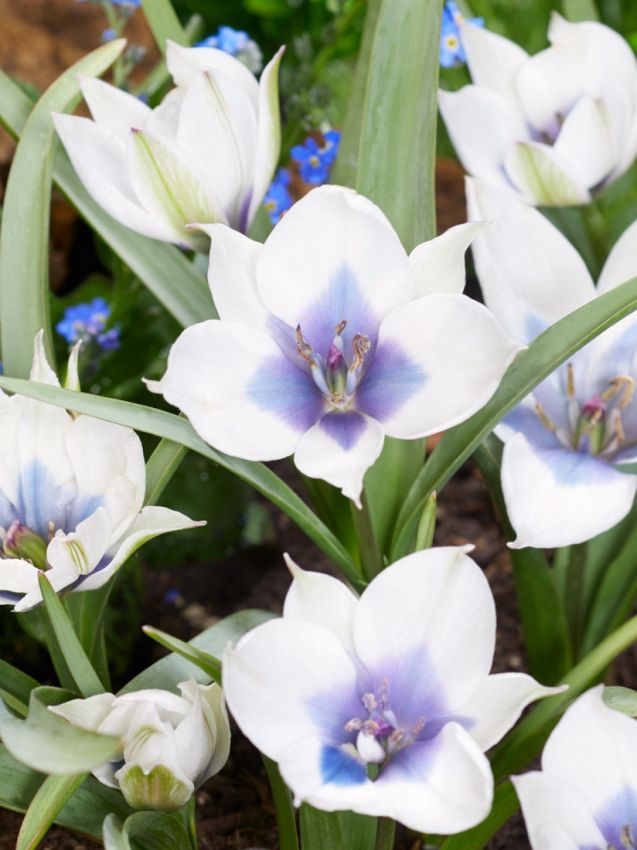 Tulpe 'Humilis Alba Coerulea Oculata' - 6 Stück