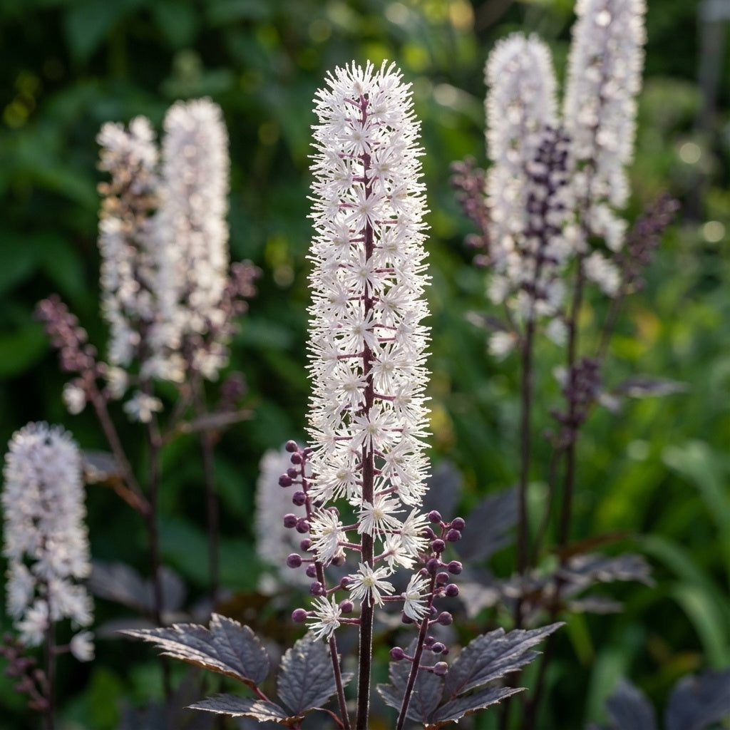 Actaea 'Simplex Brunette' - 2 Stück